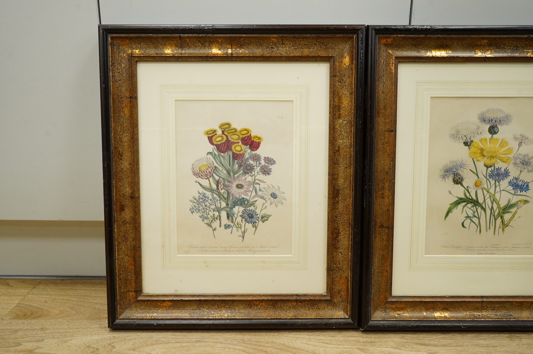 After Jane Loudon (1807-1858), three botanical interest colour lithographs, two published by Day and Haghe, 26 x 19cm